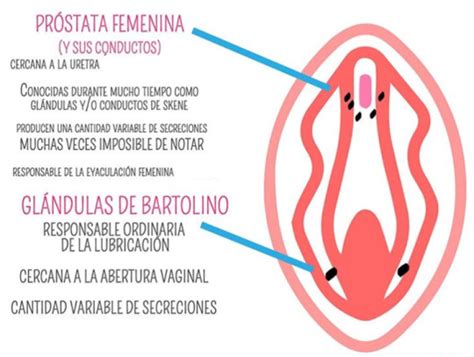 glândulas de bartholin e de skene|Glándulas de Skene: qué son, función y cómo tratar cuando se。